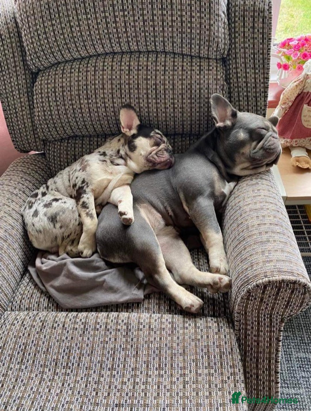 French Bulldog dogs for sale: Beautiful French Bulldog Puppies - Advert 7