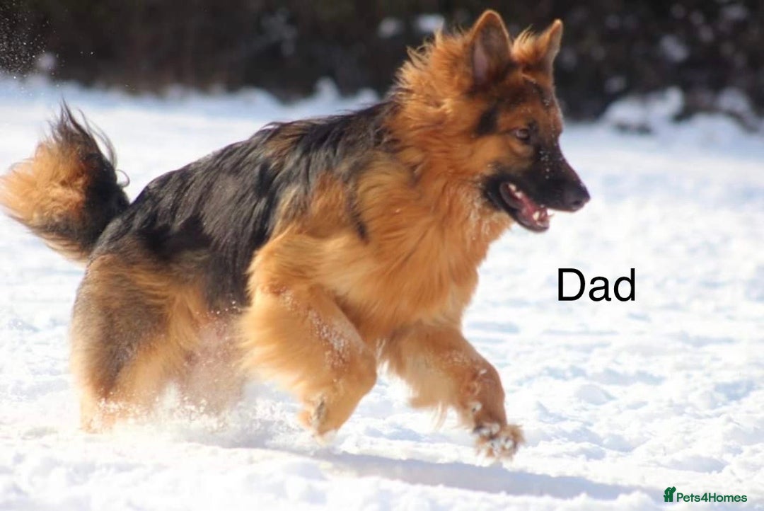 German Shepherd dogs for sale: Stunning long haired German shepherd puppies  - Image 6