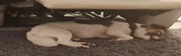Mixed Breed dogs for sale: Old Man Blake - Advert 5