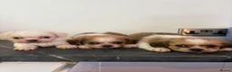 Shih Tzu dogs for sale: Stunning shihzu - Advert 13