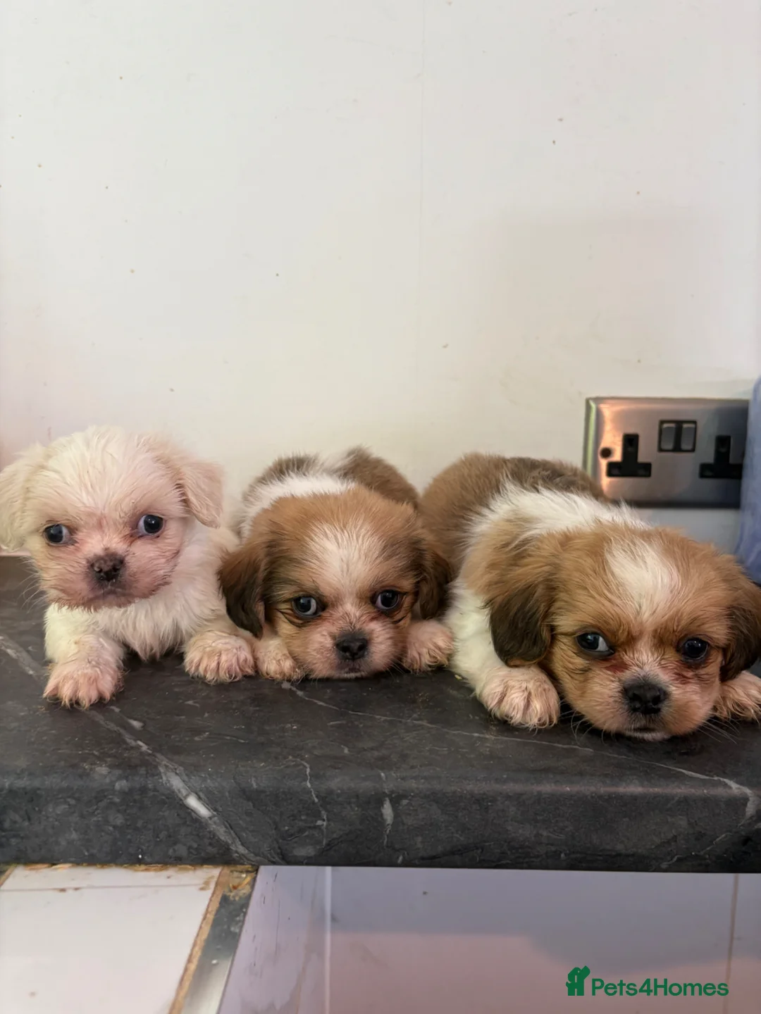 Shih Tzu dogs for sale: Stunning shihzu - Advert 13