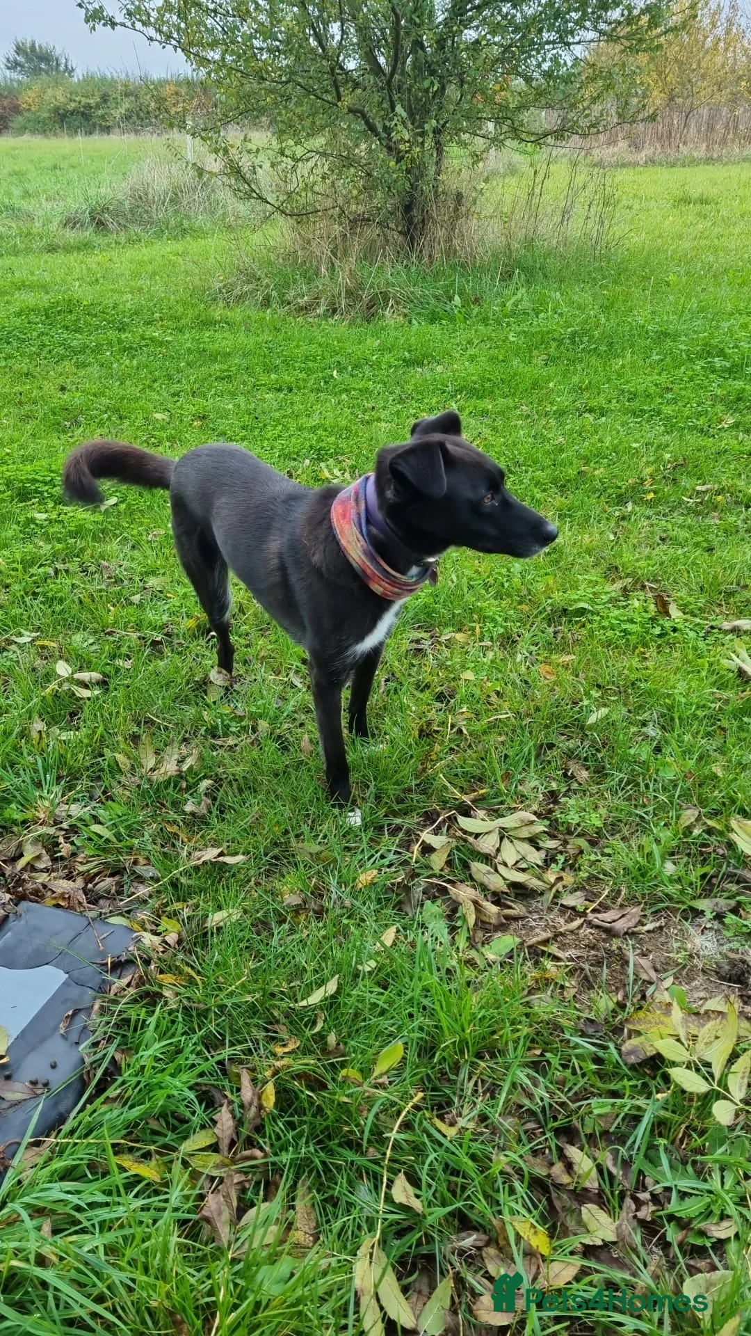 Mixed Breed dogs for adoption: Mickey in Highbridge - Advert 1