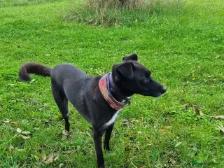 Mixed Breed dogs Mickey - Advert 1