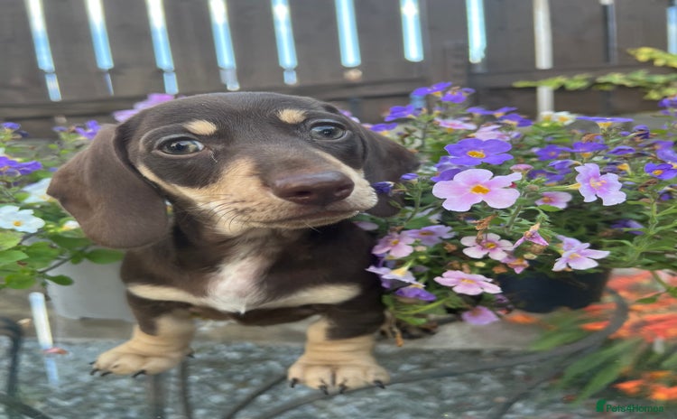 Miniature Dachshund dogs - Advert 1