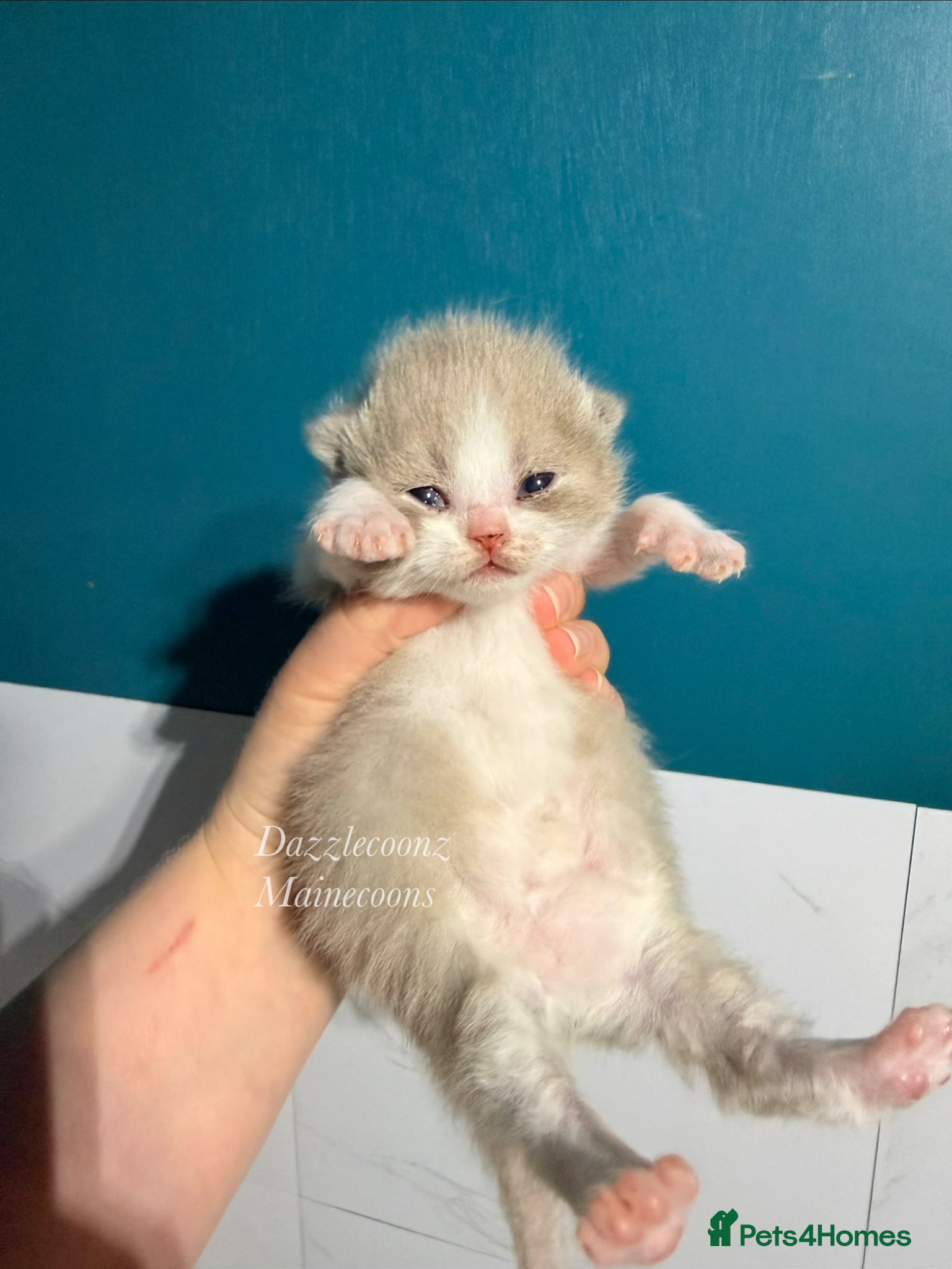 British Shorthair cats Chunky registered BSH kittens 🧸  - Advert 9