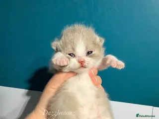 British Shorthair cats Chunky registered BSH kittens 🧸 - Advert 9