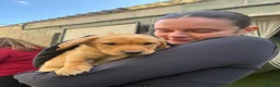 Labrador Retriever dogs for sale: MALIBOO - Advert 2