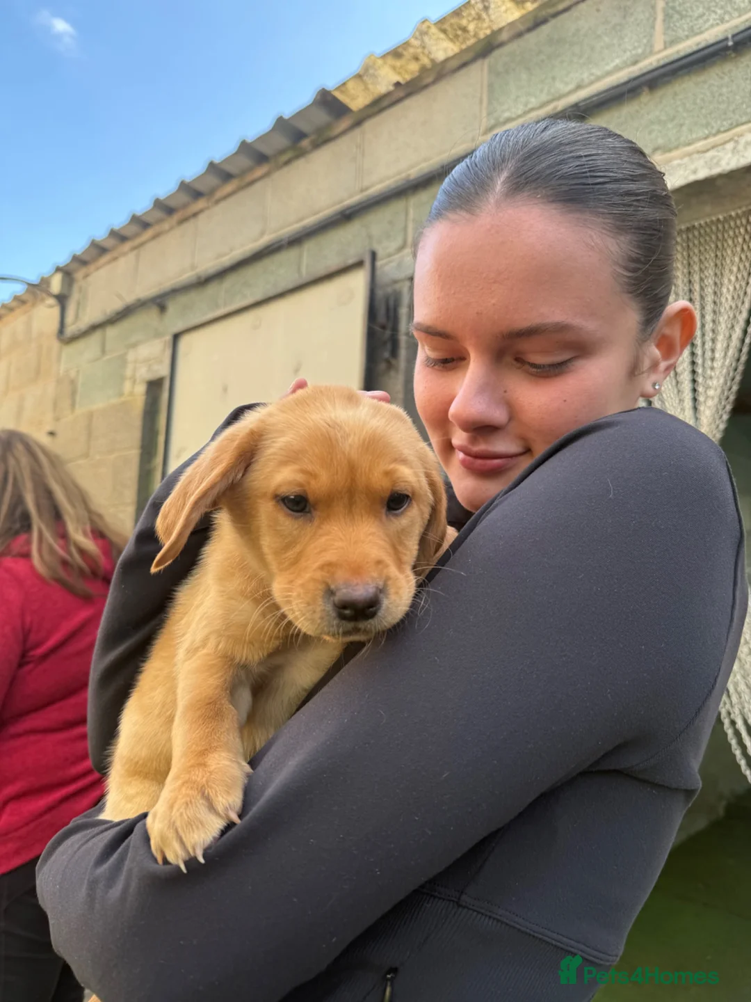 Labrador Retriever dogs for sale: MALIBOO - Advert 2