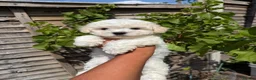 Bichon Frise dogs for sale: 🐶 Gorgeous Pedigree Bichon Frise ready to leave  - Advert 4