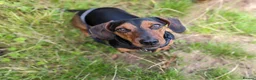 Jackshund dogs for sale: Archie  in Bristol - Advert 1