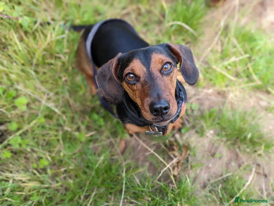 Jackshund dogs for sale: Archie  in Bristol - Advert 1