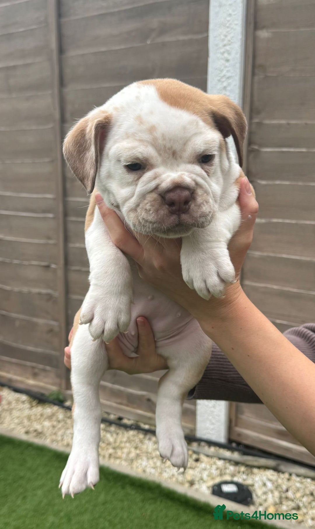 Mixed Breed dogs for sale: Stunning New England Bulldogs!!!! - Image 4