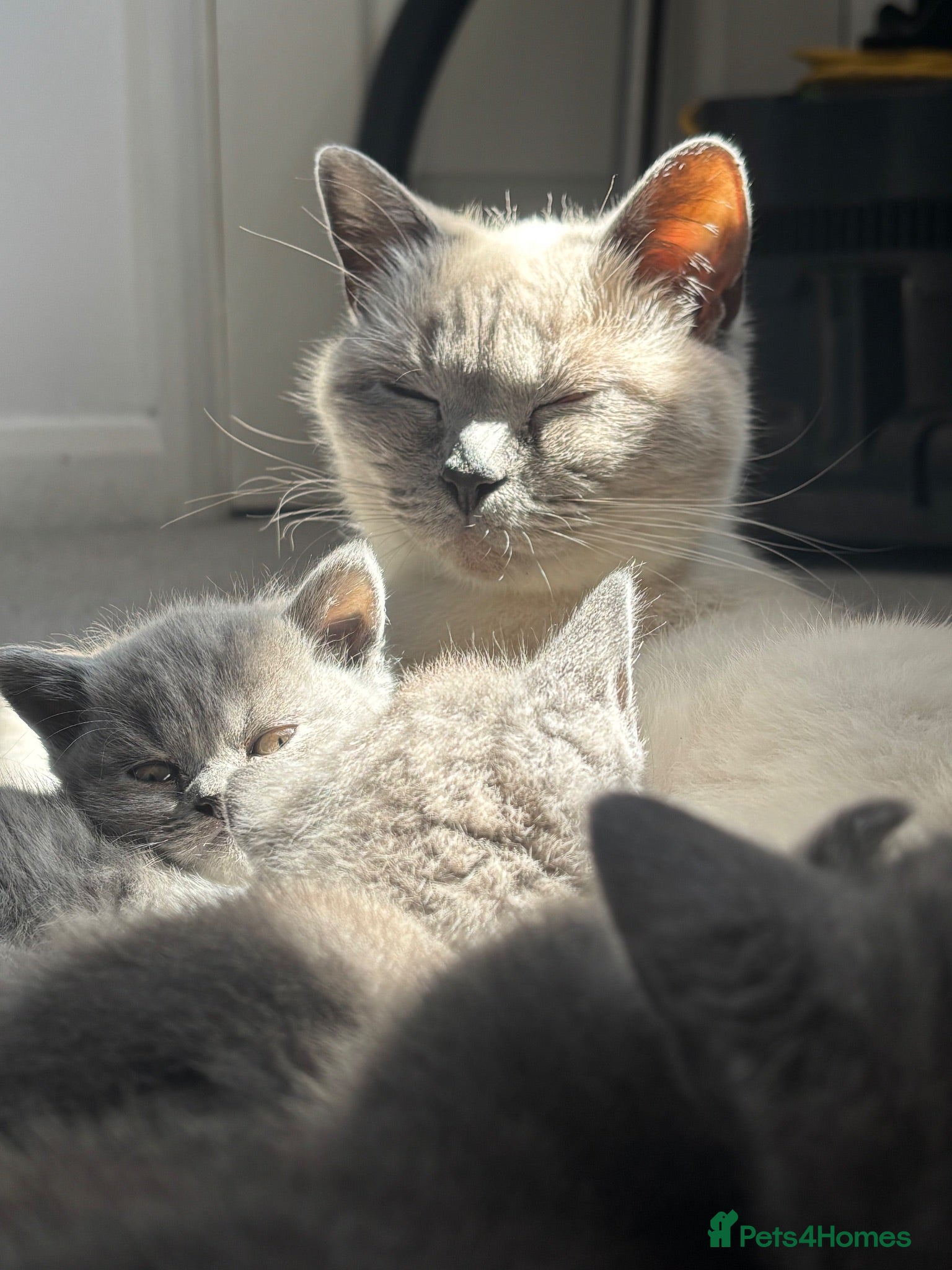 British Shorthair cats Blue British shorthair✨ - Advert 8
