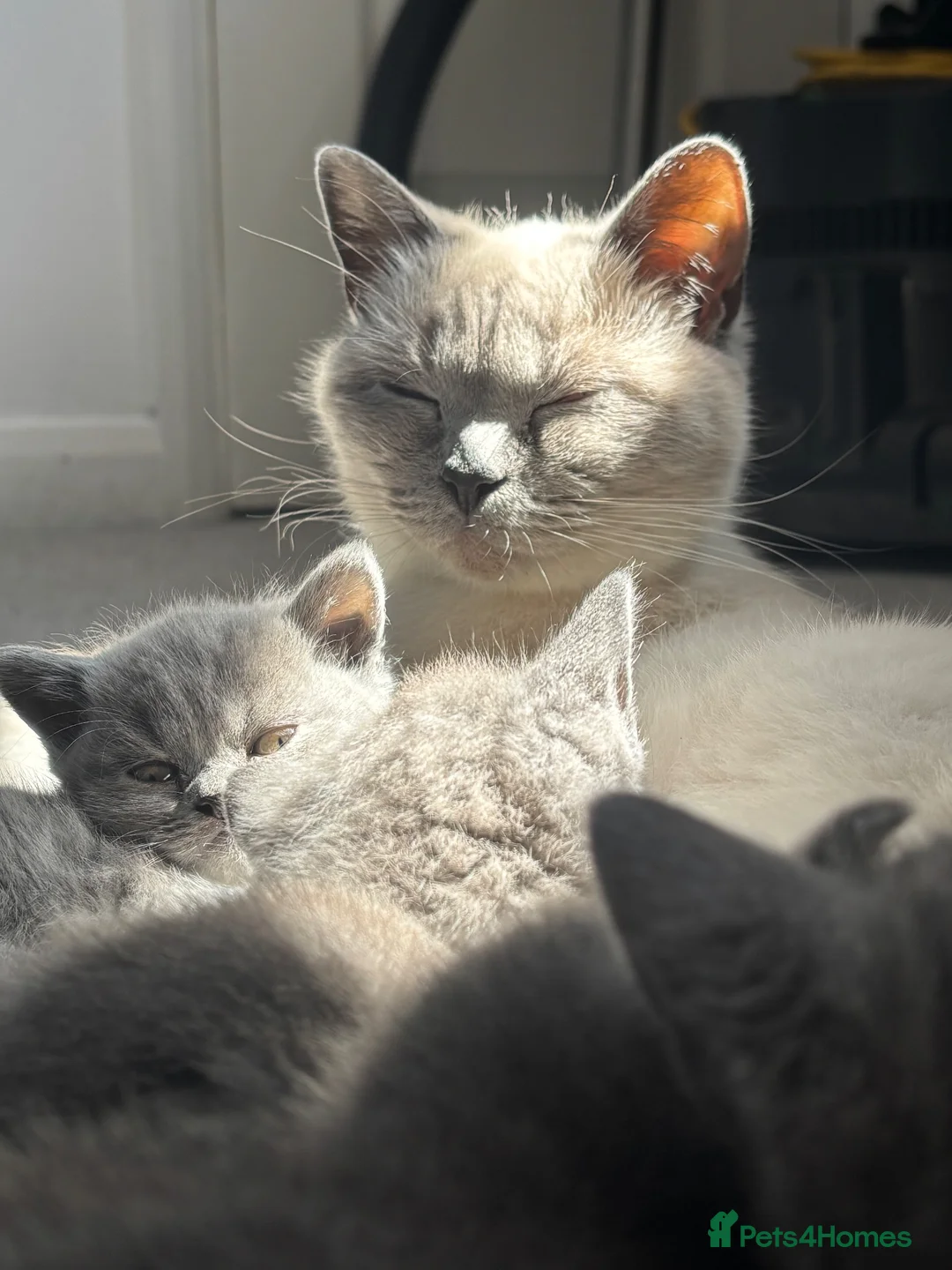 British Shorthair cats for sale: Blue British shorthair✨ - Advert 1