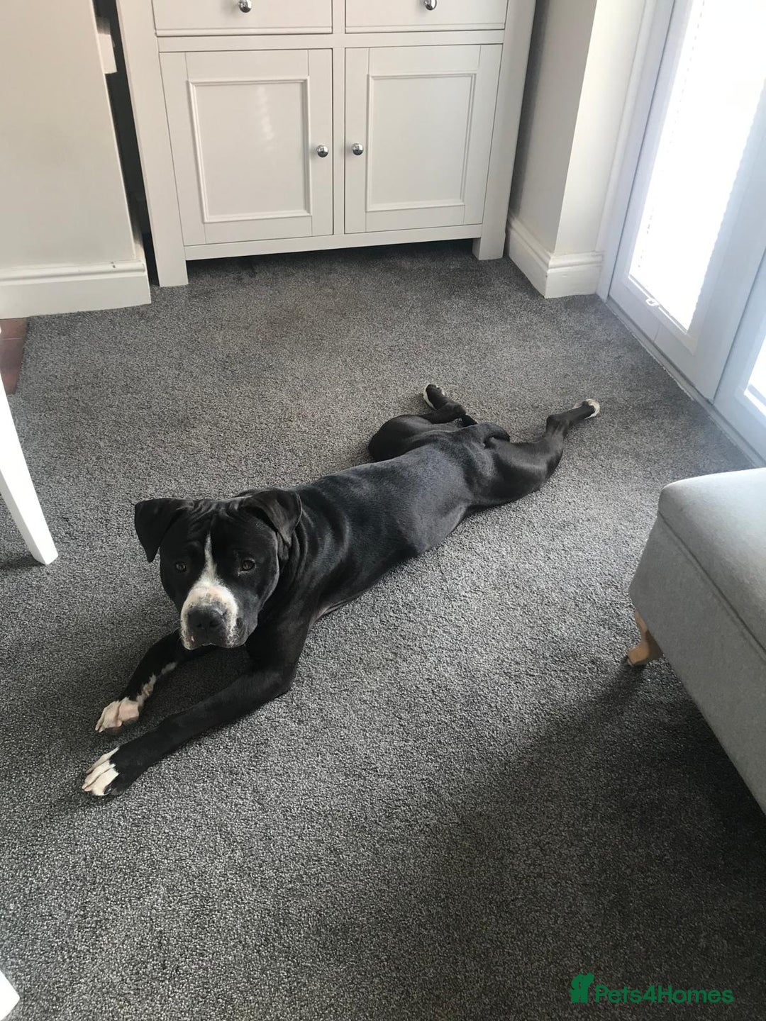 Staffordshire Bull Terrier dogs for sale: Staffordshire bull terriers for sale - Image 2
