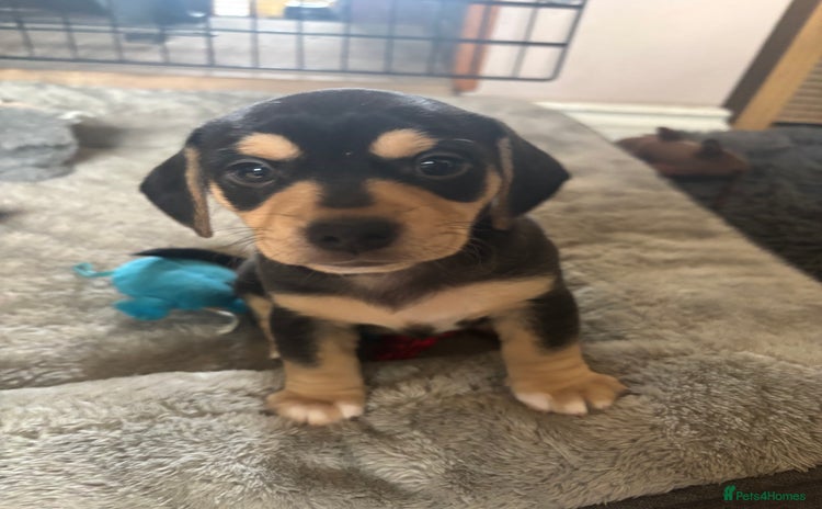 Mixed Breed dogs - Advert 4