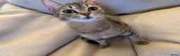 Mixed Breed cats for sale: Beautiful kittens  in Ipswich - Advert 16
