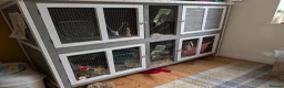Polish rabbits for sale: 2 female polish dwarf bunnies need rehoming  - Advert 13