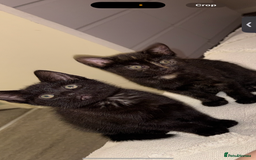 British Shorthair cats for sale: 5 beautiful kittens for sale  - Image 3
