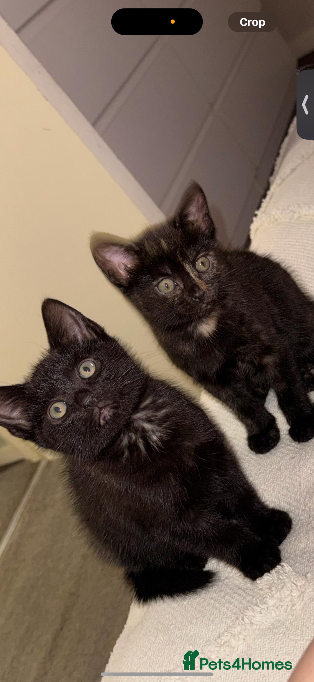 British Shorthair cats for sale: 5 beautiful kittens for sale  - Image 3