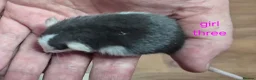 Rat rodents for sale: Baby Dumbo Rats - Advert 6