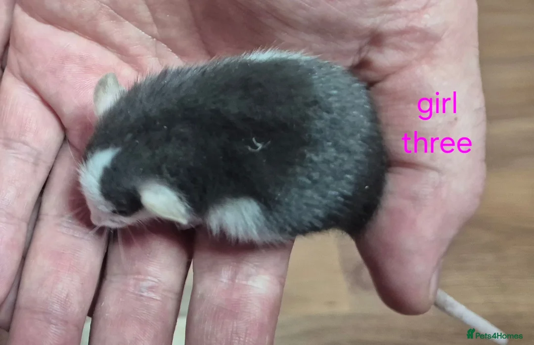 Rat rodents for sale: Baby Dumbo Rats - Advert 6