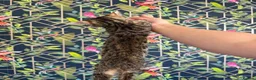 Bengal cats for sale: bengal female kittens - Advert 12
