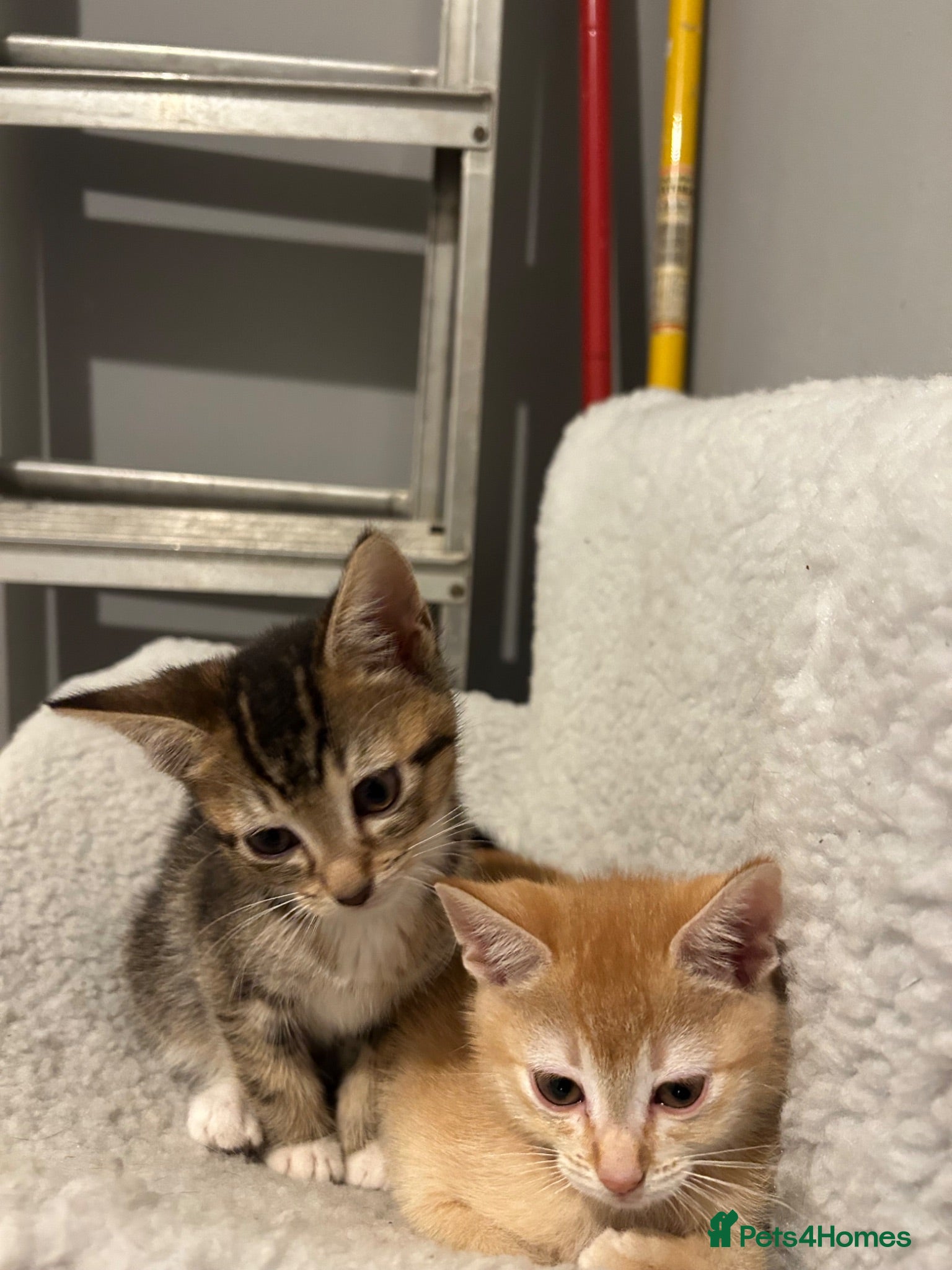 Mixed Breed cats 🚨3 STUNNING GIRLS URGENTLY NEEDING HOMES🚨 - Advert 2