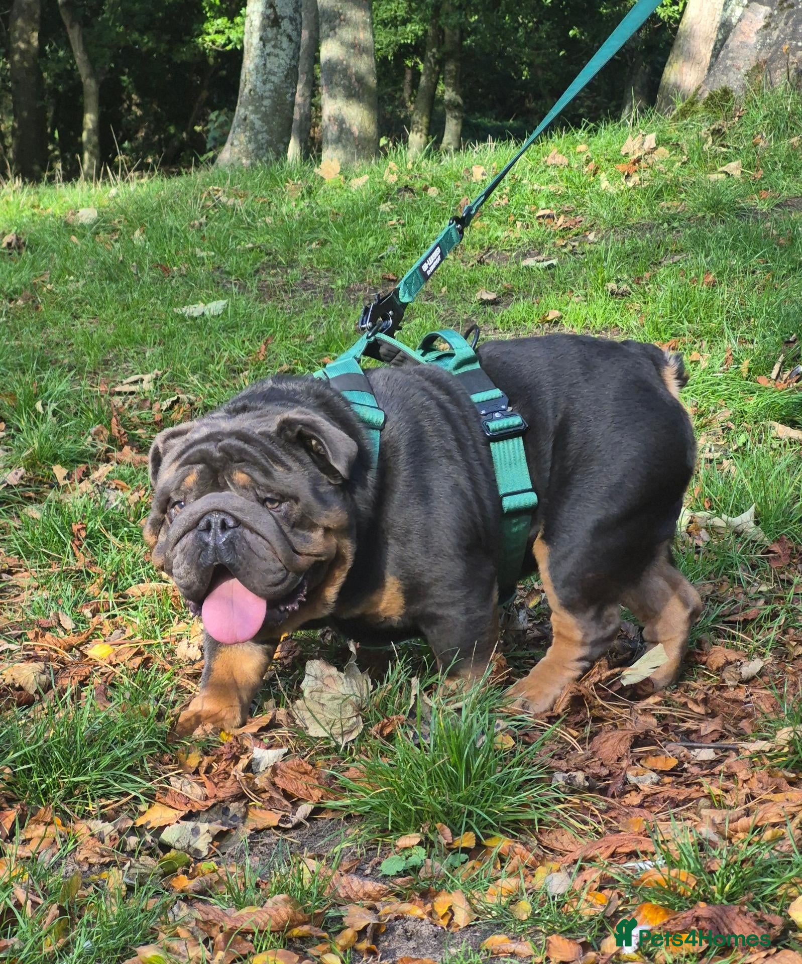 English Bulldog dogs for stud: PROVEN KC Blue & Tan Bulldog for Stud - Advert 14