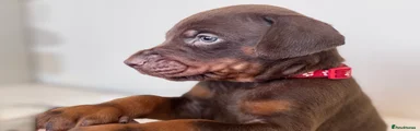 Dobermann Puppy 1