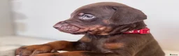 Dobermann dogs for sale: CHESHIRE WORLD CLASS DOBERMAN PUPPY in Winsford - Advert 13