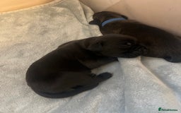 Cane Corso dogs for sale: Yuki & Aries Cane Corso Puppies  - Image 27