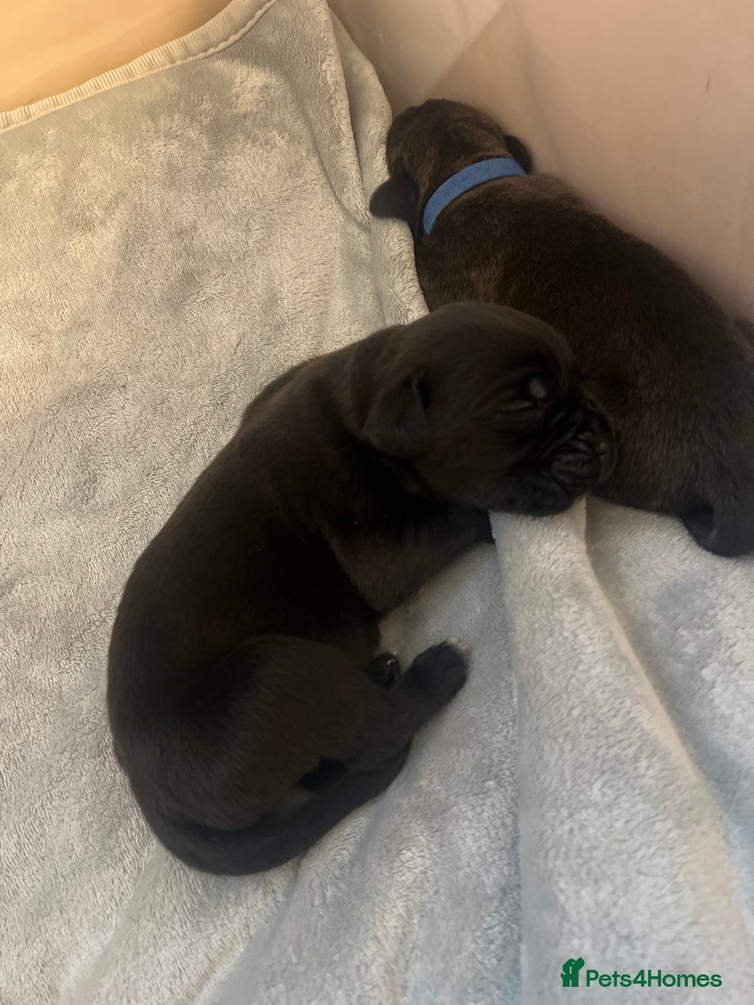 Cane Corso dogs for sale: Yuki & Aries Cane Corso Puppies  - Image 27