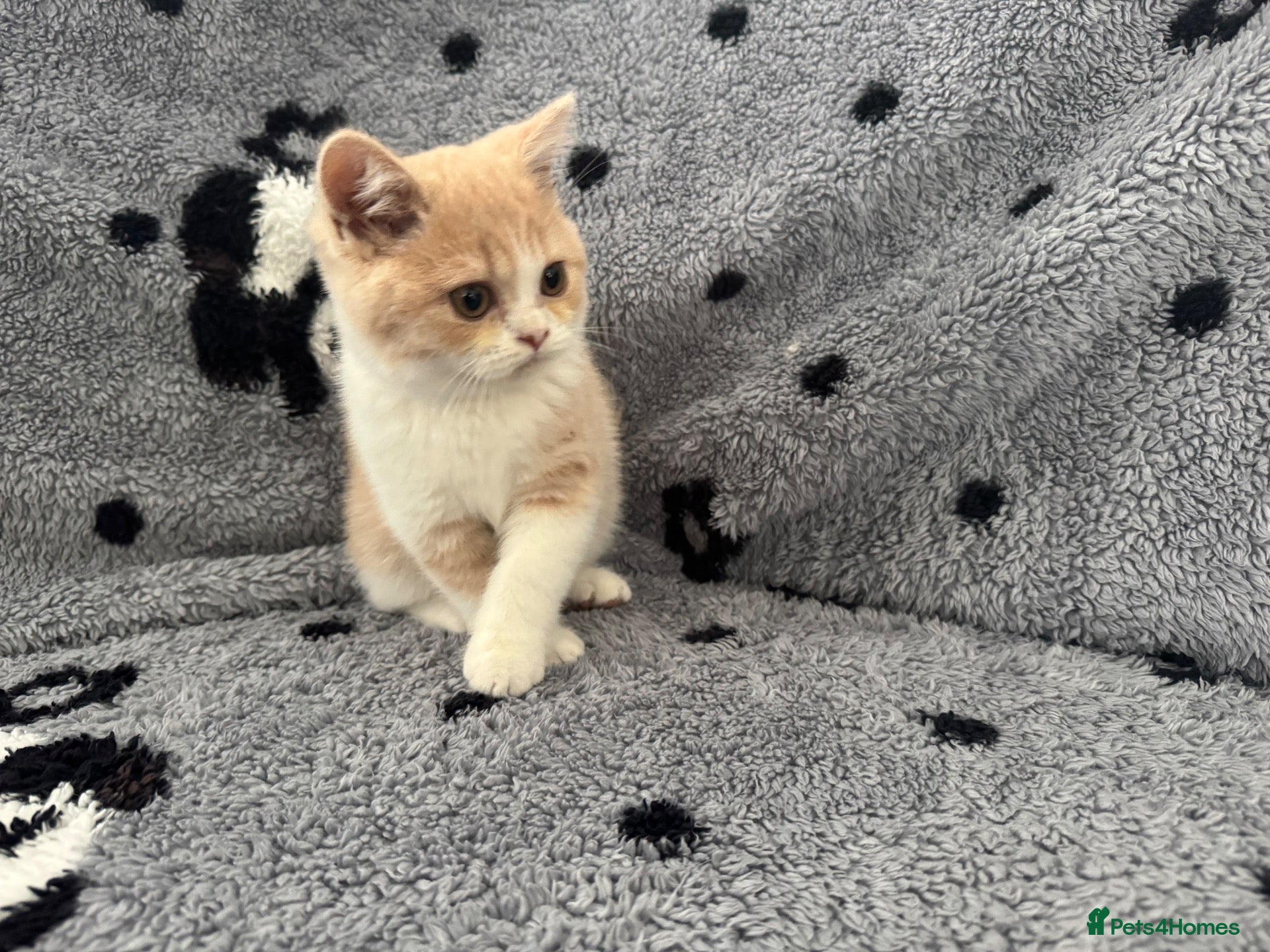 British Shorthair cats Ready Now Gccf British shorthair kittens - Advert 2