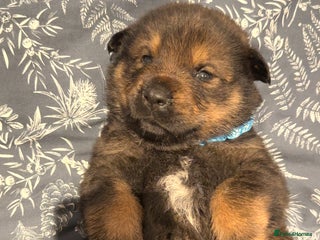 Mixed Breed dogs for sale - Advert 1