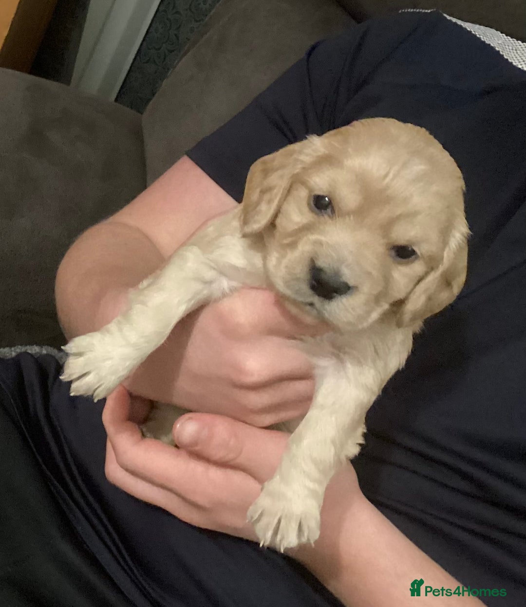 Cocker Spaniel dogs for sale: KC registered working cocker spaniel puppies  - Advert 13