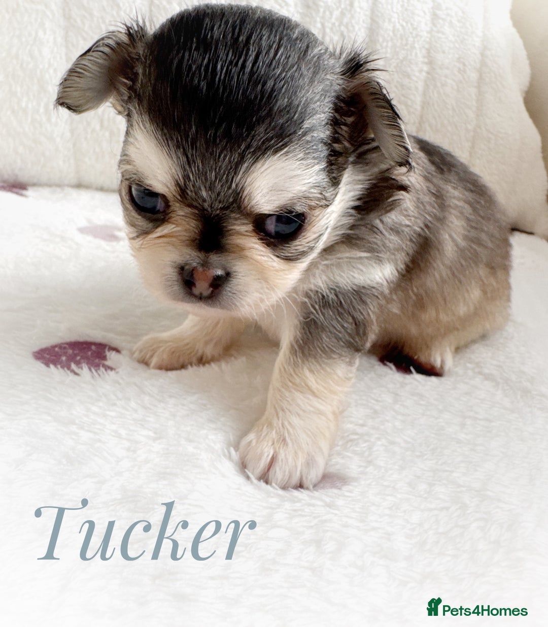 Chihuahua dogs for sale: KC rare husky marking chihuahua puppies Thai lines - Image 31
