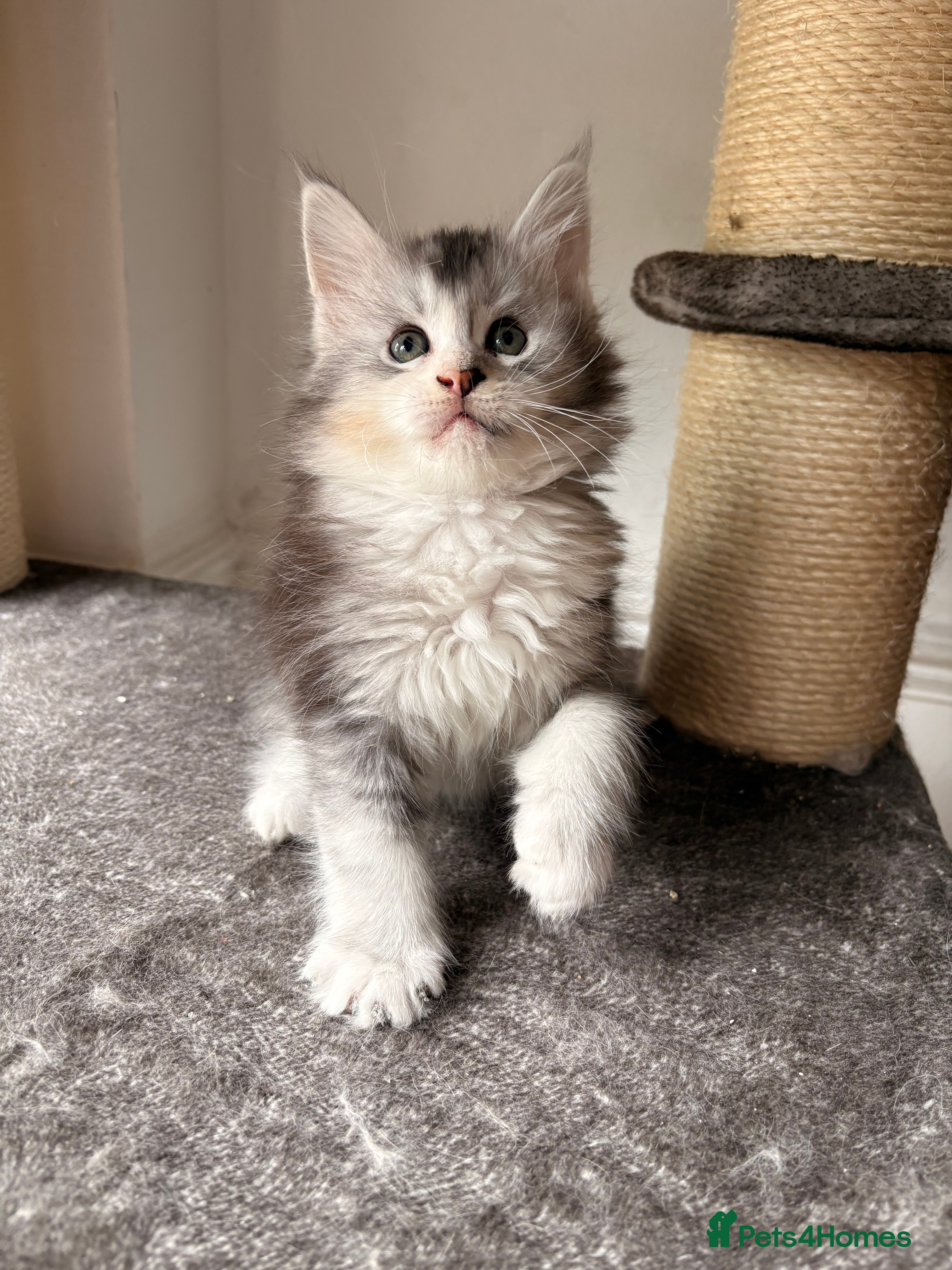 Maine Coon cats 🐈‍⬛Sweet bundle of Joy TICA register🐈‍⬛ - Advert 2