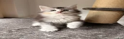 Maine Coon cats for sale: 🐈‍⬛Sweet bundle of Joy TICA register🐈‍⬛ - Advert 2