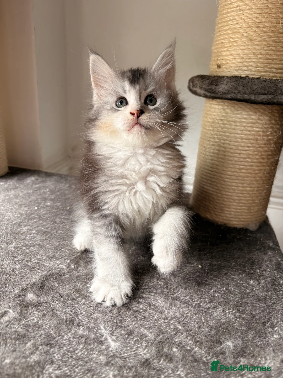Maine Coon cats for sale: 🐈‍⬛Sweet bundle of Joy TICA register🐈‍⬛ - Advert 2