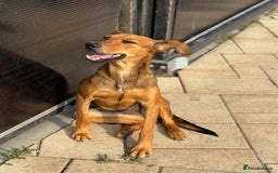 Mixed Breed dogs for adoption: Our lovely Angie, available for cuddles - Image 1