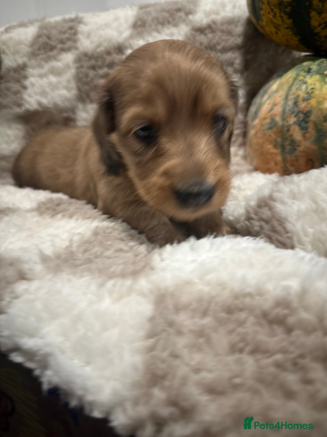 Miniature Dachshund dogs for sale: 5 Beautiful Long Haired Miniature Daschund’s   - Image 8