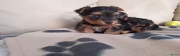 Yorkshire Terrier dogs for sale: Miniature Yorkshire Terrier Pups - Advert 3