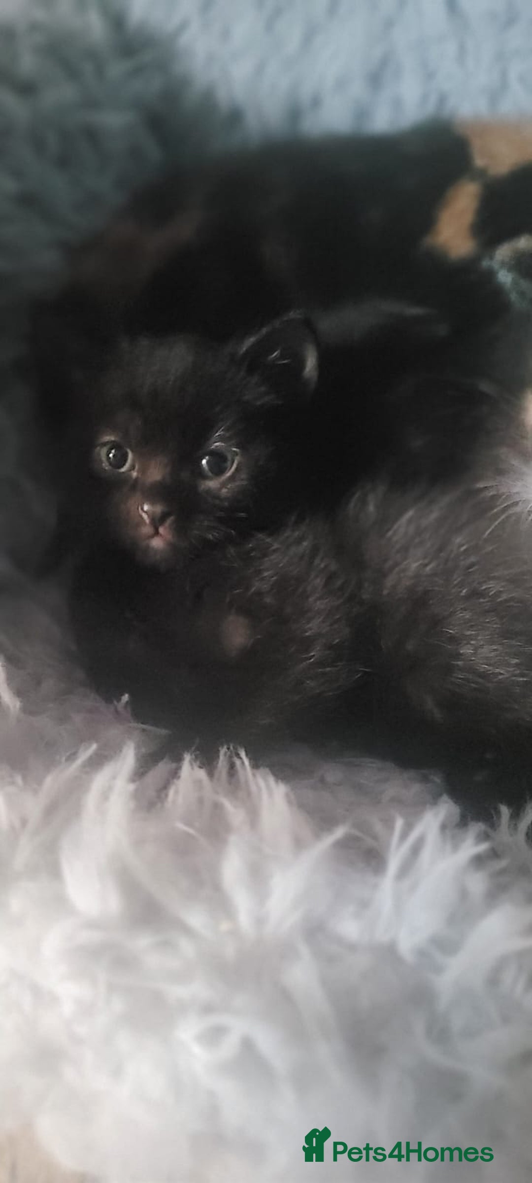 Mixed Breed cats for sale: Beautiful kittens needing loving homes - Image 22