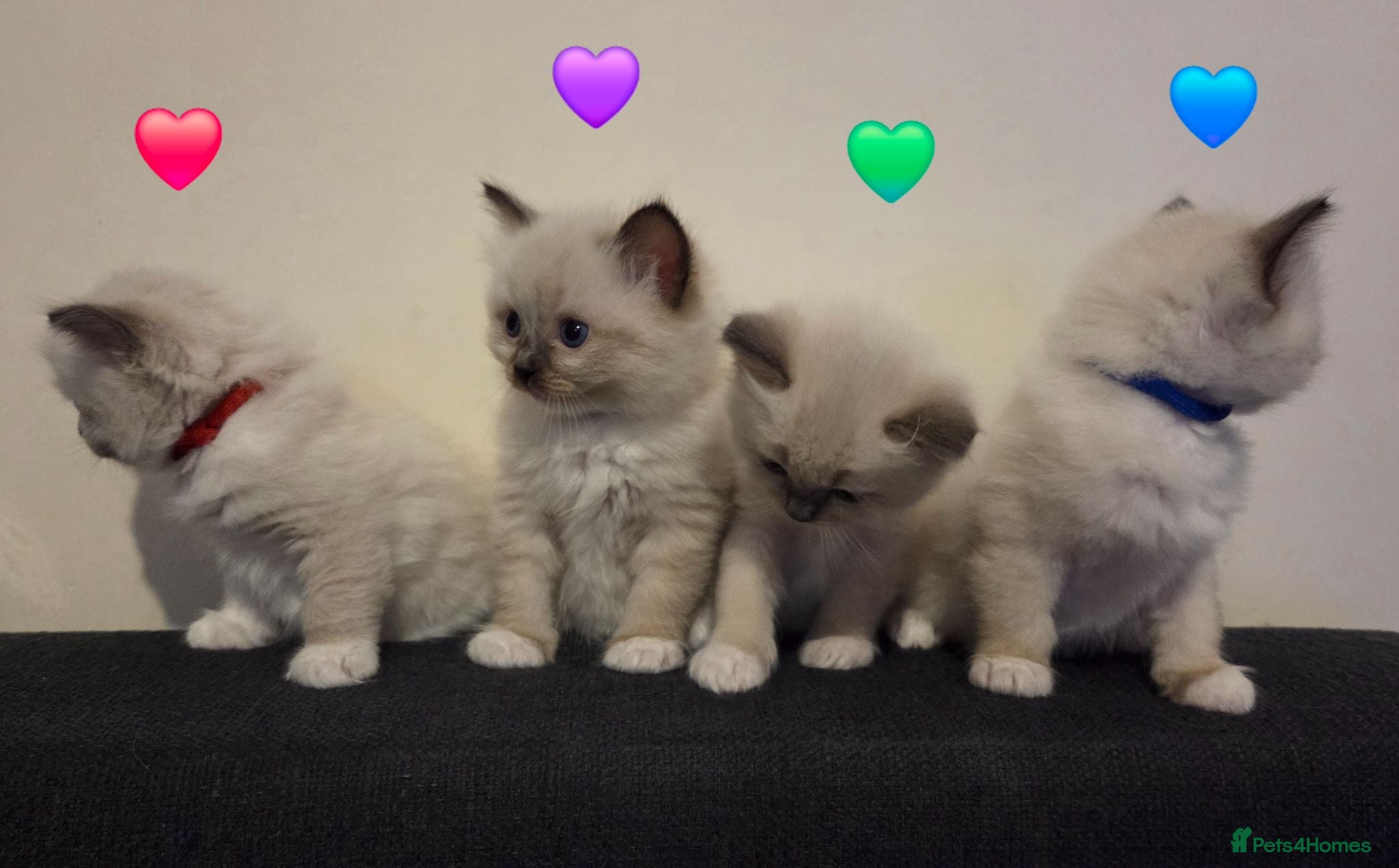 Ragdoll cats Pure Ragdoll Kittens  - Advert 1
