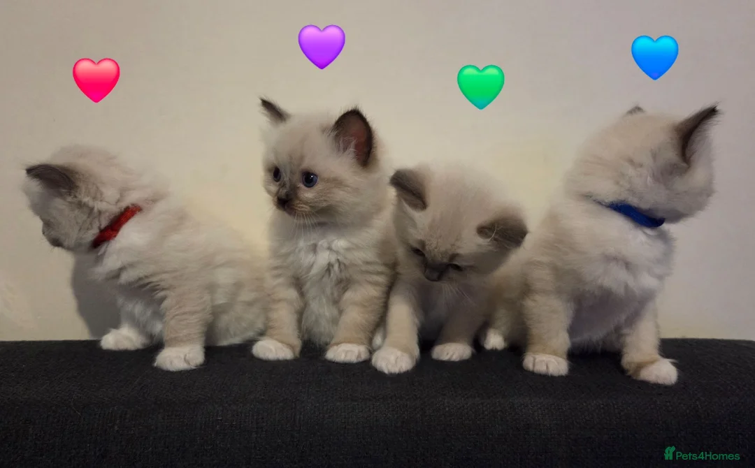Ragdoll cats for sale: Pure Ragdoll Kittens  - Advert 2