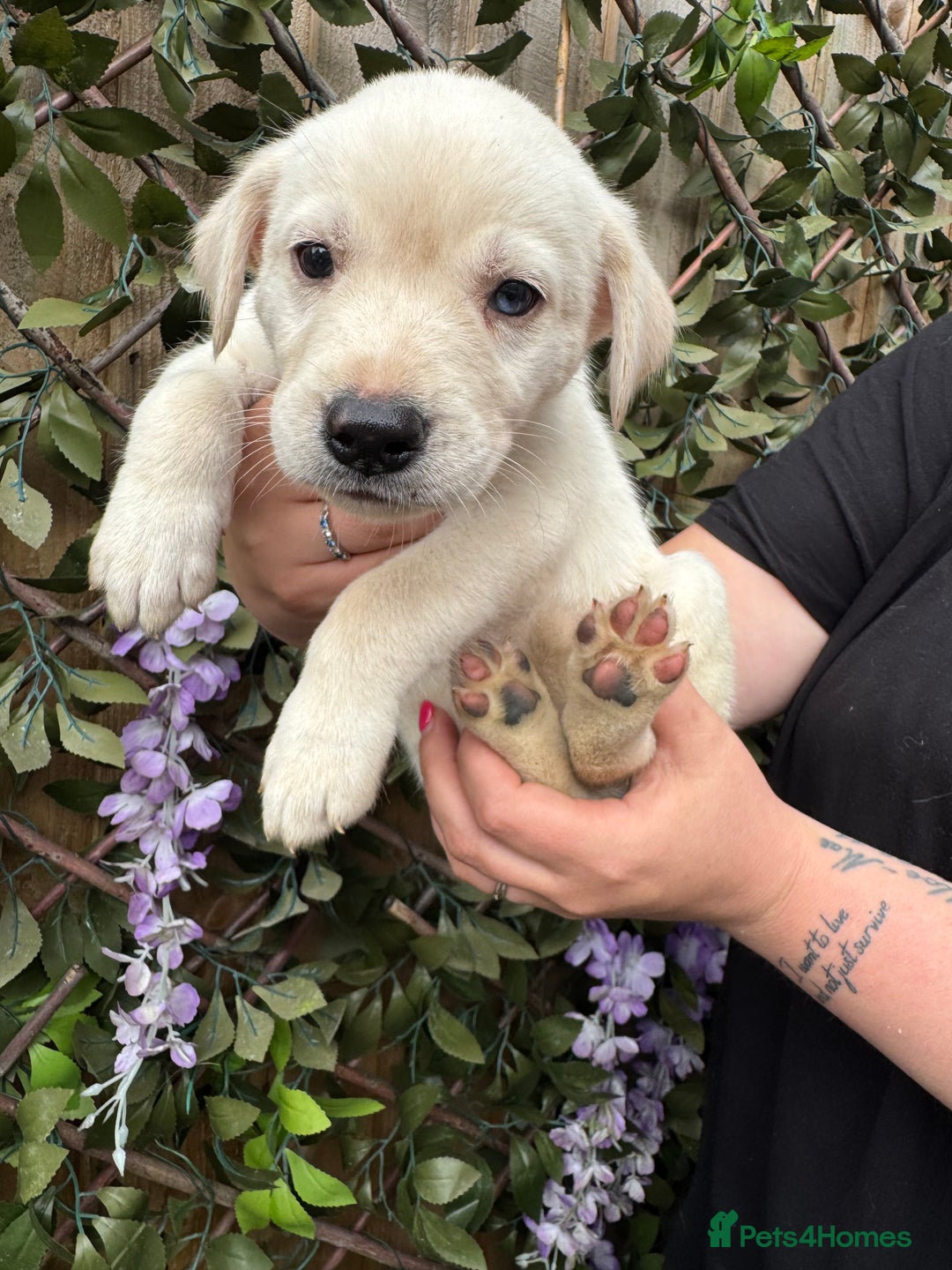 Mixed Breed dogs for sale: Beautiful Puppies looking for their forever home♥️ - Image 12