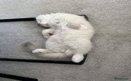 Ragdoll cats for sale: Ragdoll kitten boy, READY TO LEAVE in Bournemouth - Image 12