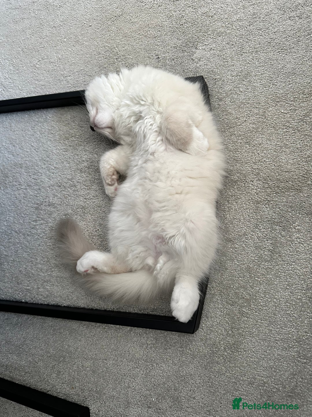 Ragdoll cats for sale: Ragdoll kitten boy, READY TO LEAVE in Bournemouth - Image 12