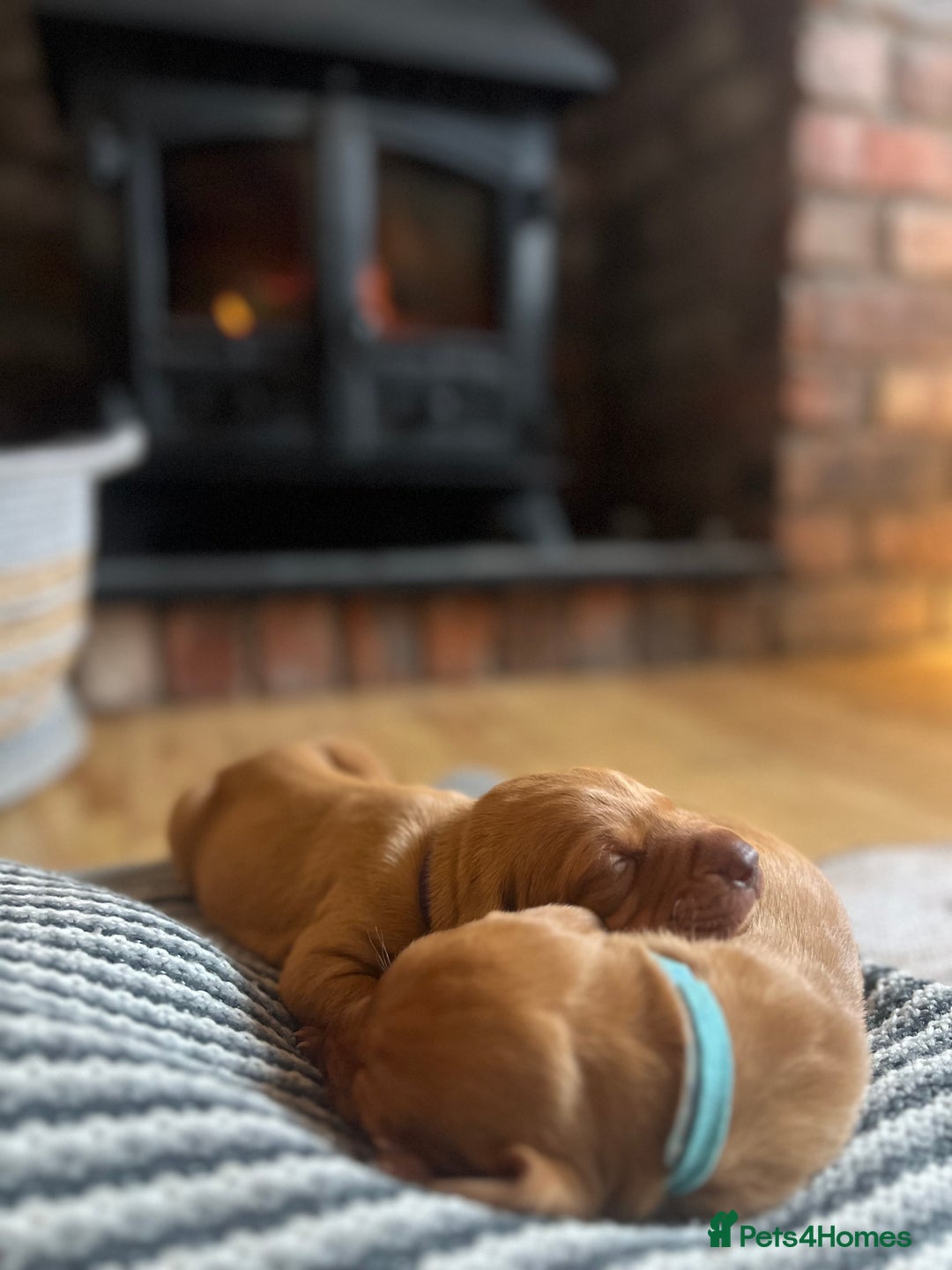 Hungarian Vizsla dogs for sale: Hungarian Vizsla Puppies  - Image 3